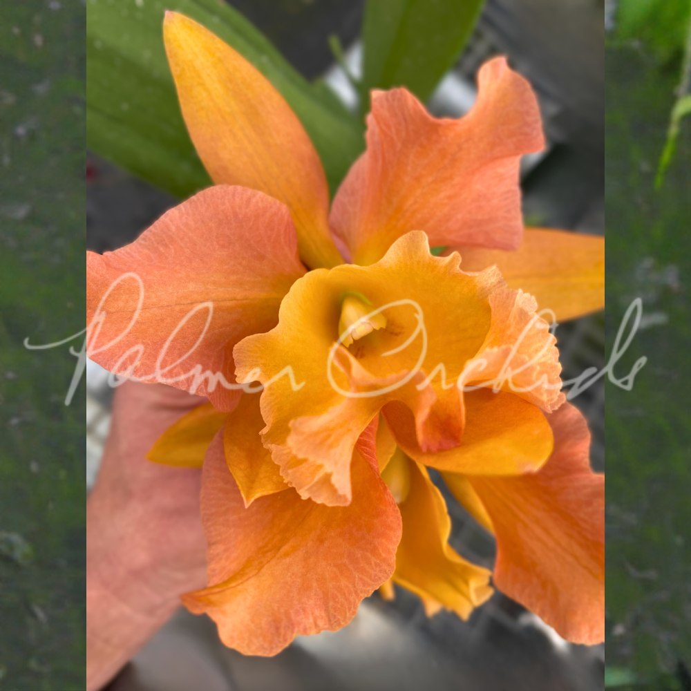 Rth. Palmer's Alimony — Palmer Orchids